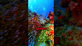 How to Protect Coral Reefs Simple Steps Everyone Can Take climatechange tropicalfish [upl. by Meela349]