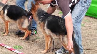 Duitse herders stelen de show en harten in Sappemeer [upl. by Annez]