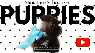 Taras Schnauzers Adorable Miniature Schnauzer puppies for sale TN [upl. by Kelbee1]