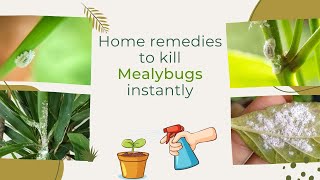 Multiple Ways To Treat Mealy Bugs Infestation  Easy Home Remidies [upl. by Epps]