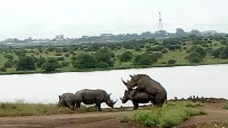 Rhinos mating at Nairobi national park [upl. by Placeeda107]