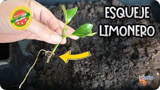 Como Reproducir LIMONERO 🍋 por ESQUEJE Paso A Paso Con EXITO 🍀  La Huertina De Toni [upl. by Ahsiniuq]