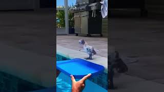 Flotation device 🤣😂 comedia animals [upl. by Nyleek622]