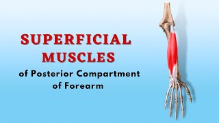 Superficial Muscles of Posterior Compartment of Forearm  Anatomy Tutorial  Doctor Speaks [upl. by Ameekahs]