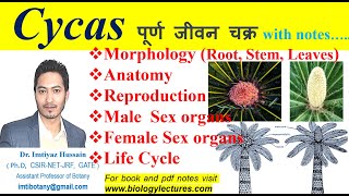 Cycas Life Cyclemorphology anatomy reproduction bscbotany 1stsemesterexam gymnosperms botany [upl. by Ymmit]