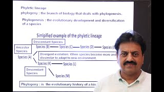 First Year Biology  Chapter 1  Part 6  Phyletic Lineage [upl. by Ijnek650]