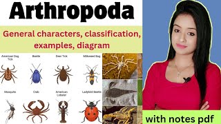 phylum Arthropoda bsc 1st year zoology Arthropoda classification general characters lion batch [upl. by Norted]