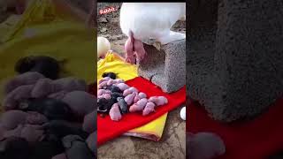 Rabbit giving birth 😍 pets rabbit shorts youtubeshorts [upl. by Rab420]