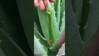 Aloe Vera Plant Care🌿Aloe Vera Flower🔥एलोवेरा✨एलोवेरा का पौधा कैसे लगाएं ashasgardenstoryshorts [upl. by Dagall]