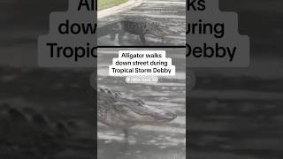 Alligator walks down street during Tropical Storm Debby shorts [upl. by Enyawad180]