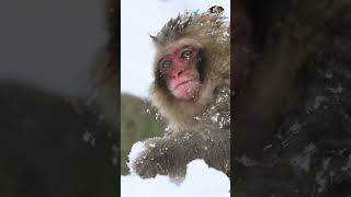 Discover the behavior of Japanese macaques playing snowballs [upl. by Shamma]