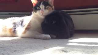 Pookie the Cat Grooming BunBun the Bunny Rabbit  Interspecies Friends [upl. by Eimmelc]