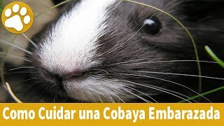 🦔 Como CUIDAR una COBAYA EMBARAZADA  5 TRUCOS que NECESITARAS [upl. by Aber833]