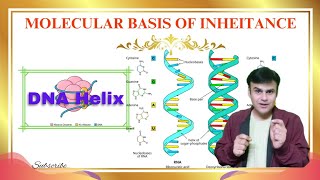 DNA HELIX 🧬 🧬 Molecular basis of inheritance class 12  Biology class 12 chapter 5 [upl. by Evey]