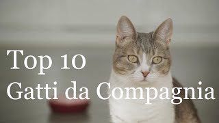 I 10 Migliori Gatti da Compagnia  Le Razze Perfette per la Famiglia [upl. by Enecnarf]