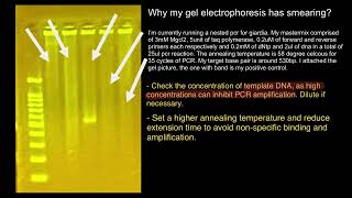 PCR and Gel Electrophoresis troubleshooting [upl. by Atikahc]