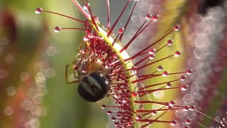 Best Sundew bugeating plant Timelapse compilation from the last 8 years [upl. by Onimod]