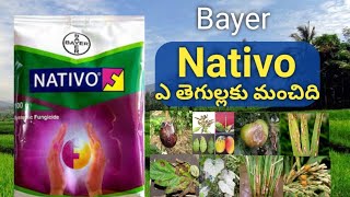 Nativo fungicide full review in telugu  Bayer nativo pricedose agrimentor [upl. by Willner372]