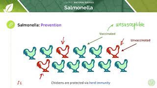 AQA GCSE Biology Bacterial diseases [upl. by Nadean]