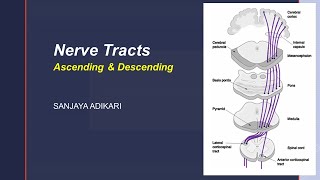 Nerve Tracts [upl. by Tolmann]