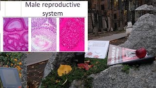 26 Male reproductive system Histology lecture [upl. by Ynattib]