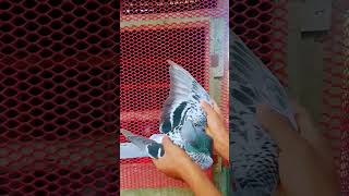 Racing pigeons pulling flight feathers pigen racingpigeon [upl. by Sarita297]