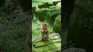 Monkeys and naturelovefuryoupagemonkeybabyreelsshortAmazingnicegoodnewfunហនុមាន [upl. by Llednew110]