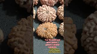 Nepali 1 se 14 mukhi and gouri sankar  ganesh  nirakar rudraksha rudrakshamala shortvideo [upl. by Une]