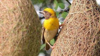 Baya Weaver Bird  Building Nest  Nest Construction  Home Making  Pune Maharashtra [upl. by Inaoj]