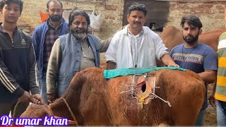 Rumenotomy in animal l impaction of rumen l Bloat l Tympany l अफ़ारा l plastic bag in rumen l drumar [upl. by Gautier708]