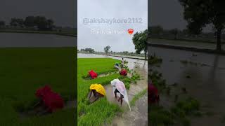 Paddy Season 🌾 Rainy Season Paddy Transplanting ❤️‍🔥 [upl. by Gravante]