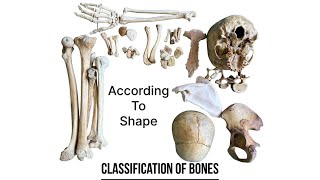 Classification of bones according to shape  human anatomy  Foziya Vohra amp Mukta Nivedita [upl. by Divadnoj601]