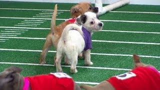 Super Bowl 2013 Inspires Puppy Bowl Sneak Peek at Doggie Football Event [upl. by Namyw]