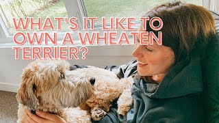 Whats it like to own a Wheaten Terrier [upl. by Nyraa179]