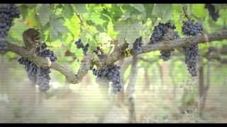 2015 Harvest Video  Masseto [upl. by Ellingston148]