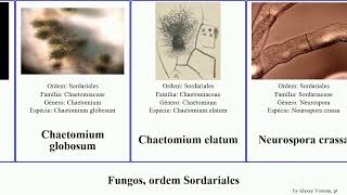 Fungos ordem Sordariales fungus crassa anserina Chaetomium Podospora Nine Lives Neurospora elatum [upl. by Ignacia]