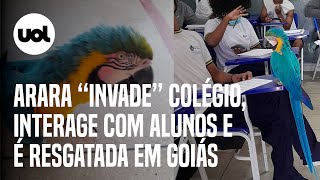 Arara ‘invade’ colégio interage com alunos e é solta na natureza em Cavalcante GO [upl. by Mandych]