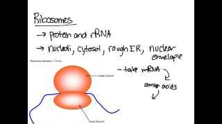 Ribosomes [upl. by Jutta]