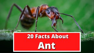 20 Facts About Ants [upl. by Nois]