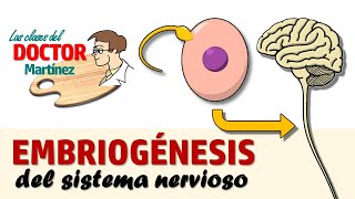 Clase de embriogénesis del sistema nervioso [upl. by Yngiram]