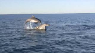 Dolphin Politics in Shark Bay The Super Blues Brothers [upl. by Asiela663]