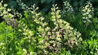 Decadence® Deluxe Pink Lemonade Baptisia  Garden Crossings [upl. by Nirrek558]