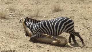 Amazing Lion vs Zebra with unexpected escape [upl. by Nosnek]