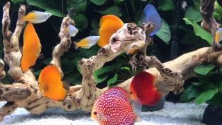 Clients 280 gallon discus fish tank by Wattley Discus [upl. by Aneetak13]