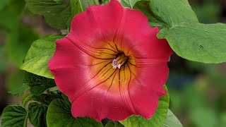 Hawaiian Sunset Vine bloom in my garden 😍 [upl. by Sapphire]