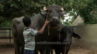 Yograj  Father of a bull worth Rs 9 crore [upl. by Elfrieda]