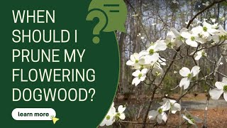 When should I prune my flowering dogwood [upl. by Lakin]