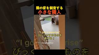 隣の家を飼育する小さな隣人 [upl. by Fotina309]