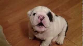 Bulldog bebe [upl. by Cyndie36]