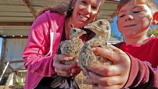 What it’s like raising baby peacocks [upl. by Mairam]